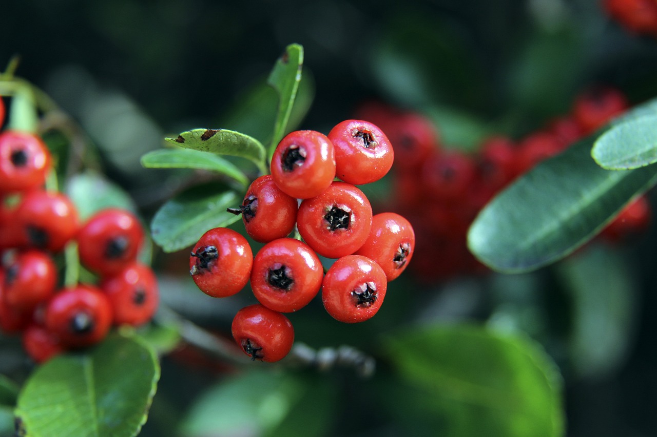 入了新的活 入了新的活